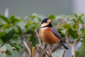 Sun, 12/18/2022 Birding report at Kiyo Sakaguchi Memorial Garden