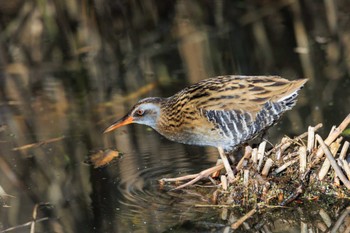 Brown-cheeked Rail Toneri Park Wed, 12/14/2022