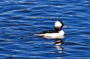 Bufflehead 多摩川 Thu, 12/15/2022