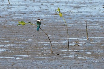 Torresian Kingfisher ケアンズ 2022年10月11日(火)