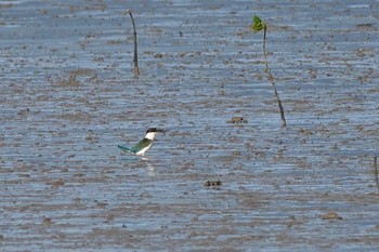 Torresian Kingfisher ケアンズ 2022年10月11日(火)