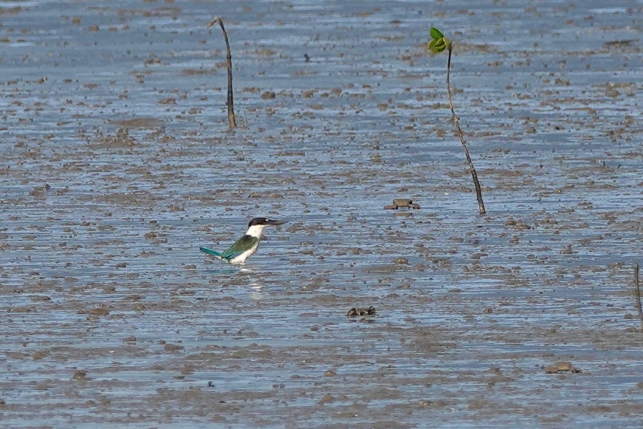 Torresian Kingfisher