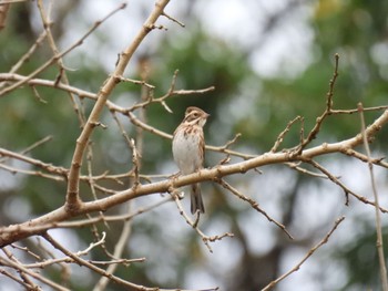 Rustic Bunting 三ツ又沼ビオトープ Sat, 12/3/2022