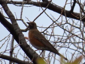 Brown-headed Thrush Mizumoto Park Sun, 12/18/2022