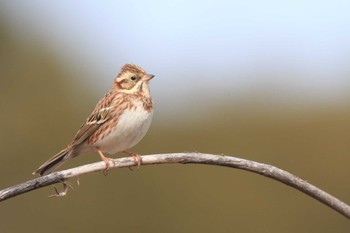 Rustic Bunting Toneri Park Thu, 2/14/2019