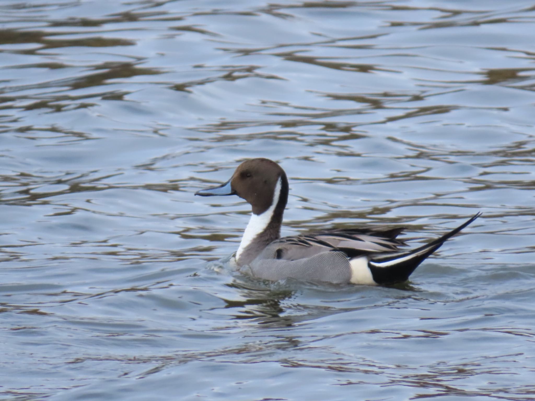 Photo of Northern Pintail at Mizumoto Park by toritoruzo 