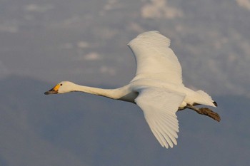 Tundra Swan Unknown Spots Sat, 1/20/2018