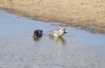 オカヨシガモ 呉市郷原町黒瀬川沿い 撮影日未設定