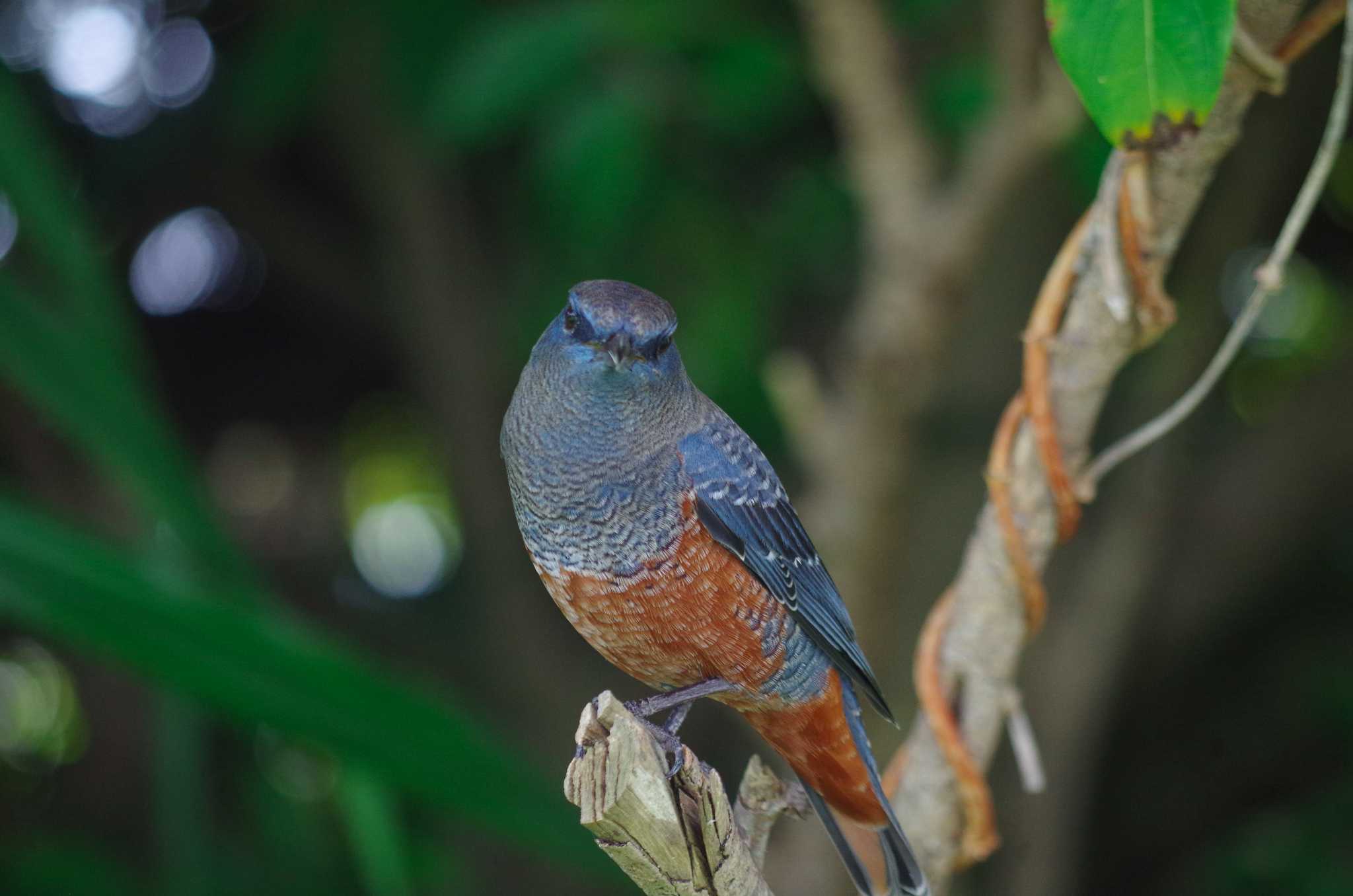 Photo of Blue Rock Thrush at Amami Island(General) by たかとん