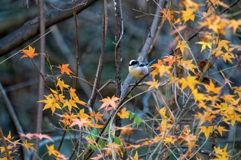 エナガ 京都府立植物園 2022年12月18日(日)