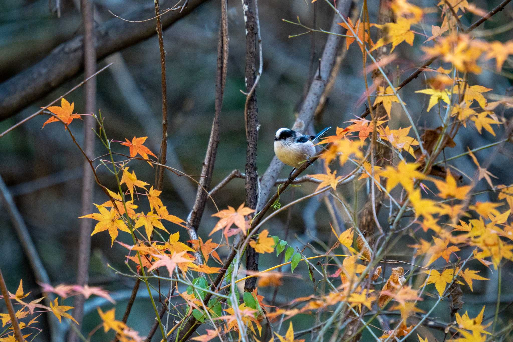 京都府立植物園 エナガの写真 by chez 