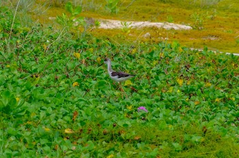 Unknown Species Amami Island(General) Fri, 9/23/2016