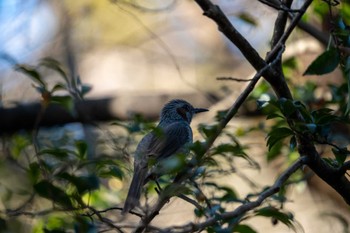 ヒヨドリ 京都府立植物園 2022年12月18日(日)