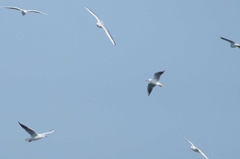 Black-headed Gull 多摩川河口 Sun, 3/4/2018