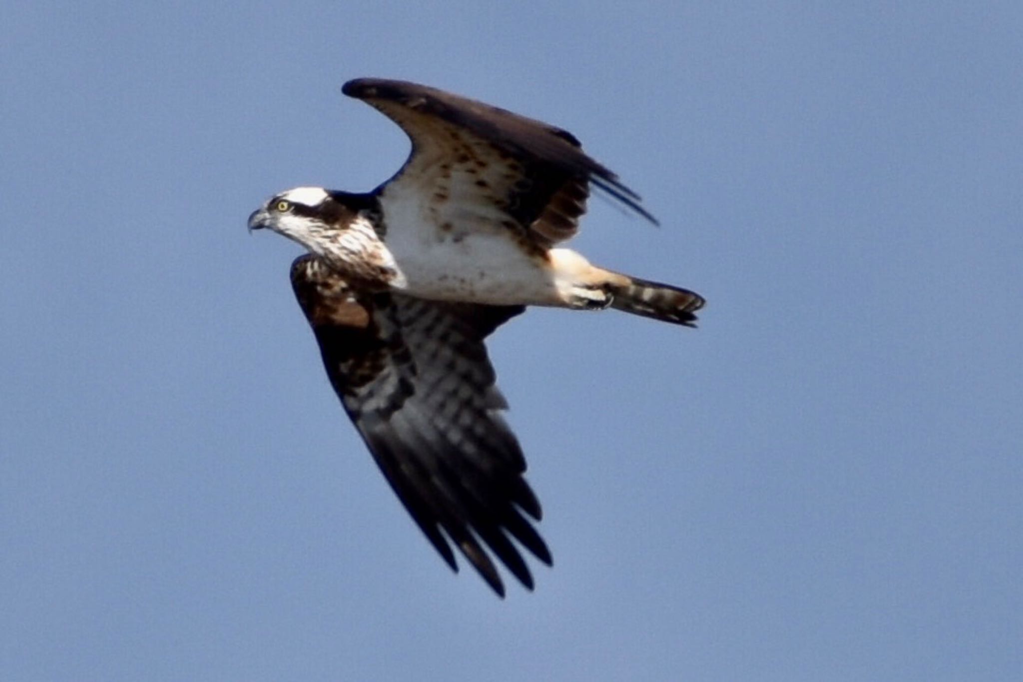 Photo of Osprey at 多摩川 by 遼太