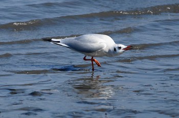 Black-headed Gull 多摩川河口 Sun, 3/4/2018