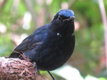 White-tailed Robin タイ北部 Unknown Date