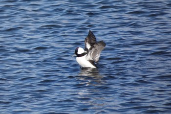 2022年12月18日(日) 多摩川の野鳥観察記録