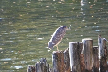 Black-crowned Night Heron 洗足池(大田区) Sun, 12/18/2022