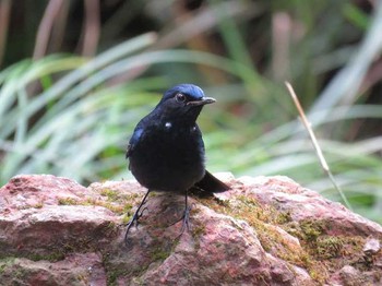 White-tailed Robin タイ北部 Unknown Date