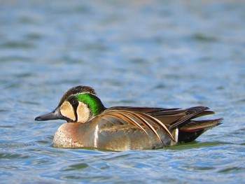 トモエガモ 弁天池公園(大阪府門真市) 2022年12月18日(日)