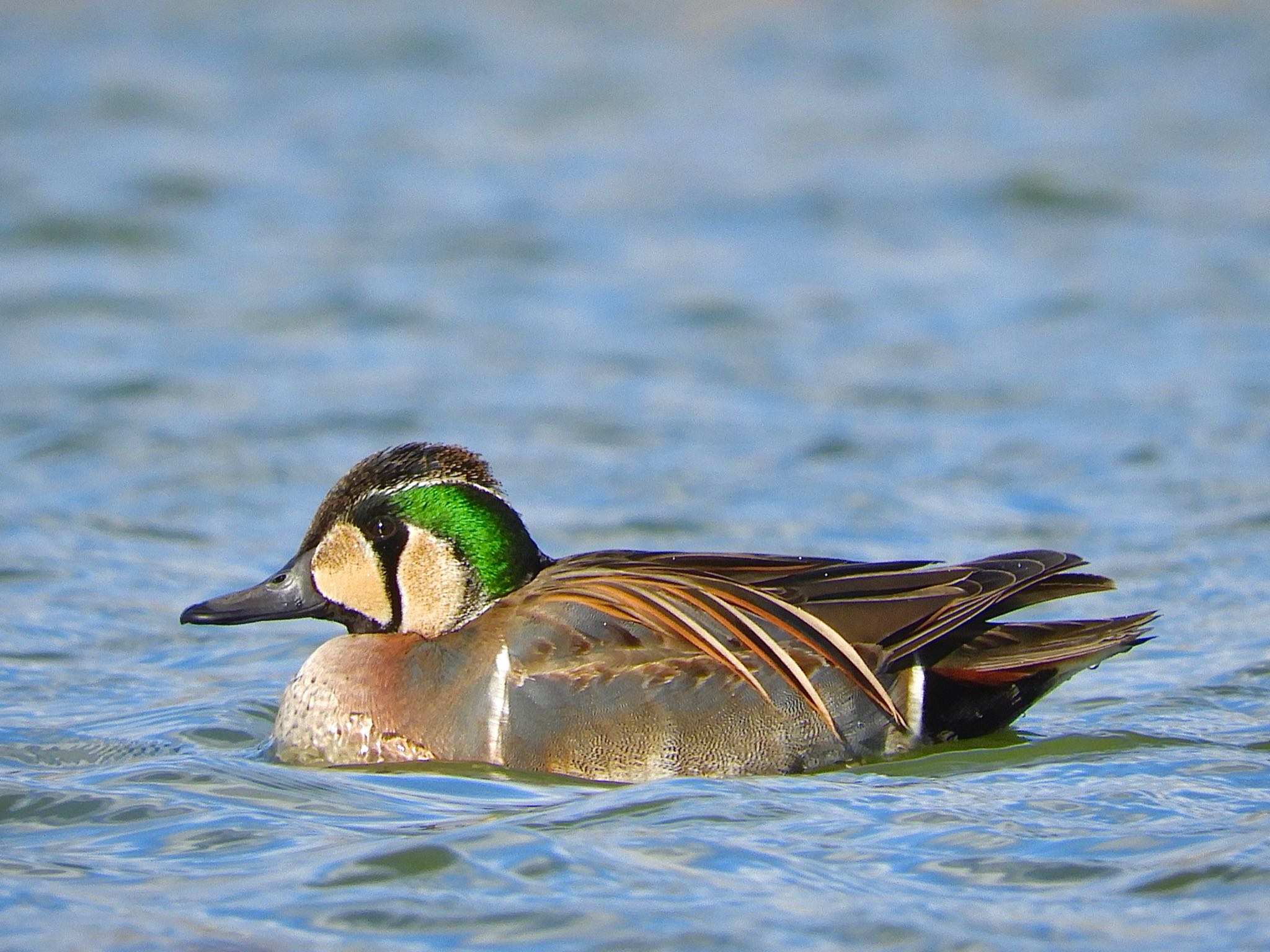 Photo of Baikal Teal at 弁天池公園(大阪府門真市) by たっちゃん365