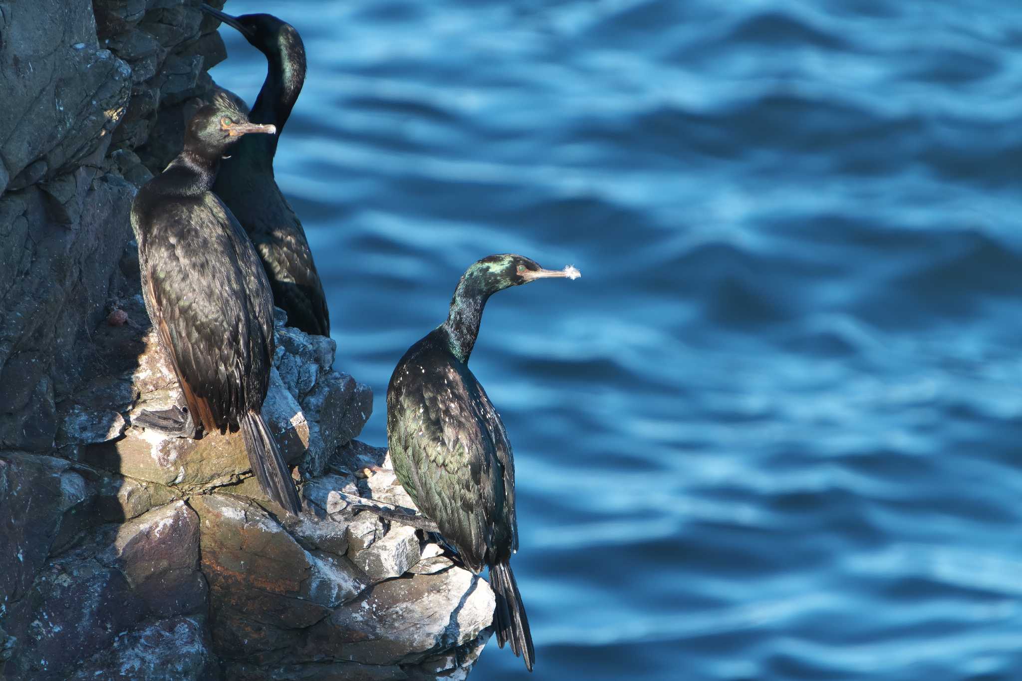 Pelagic Cormorant