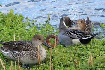 Sun, 12/18/2022 Birding report at 平磯緑地公園