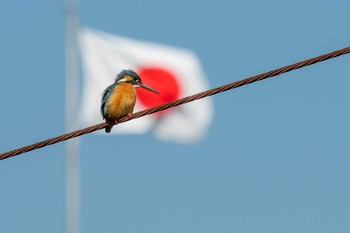 Common Kingfisher Akashi Park Fri, 3/2/2018