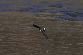 Asian House Martin 猪名川 Sun, 12/18/2022