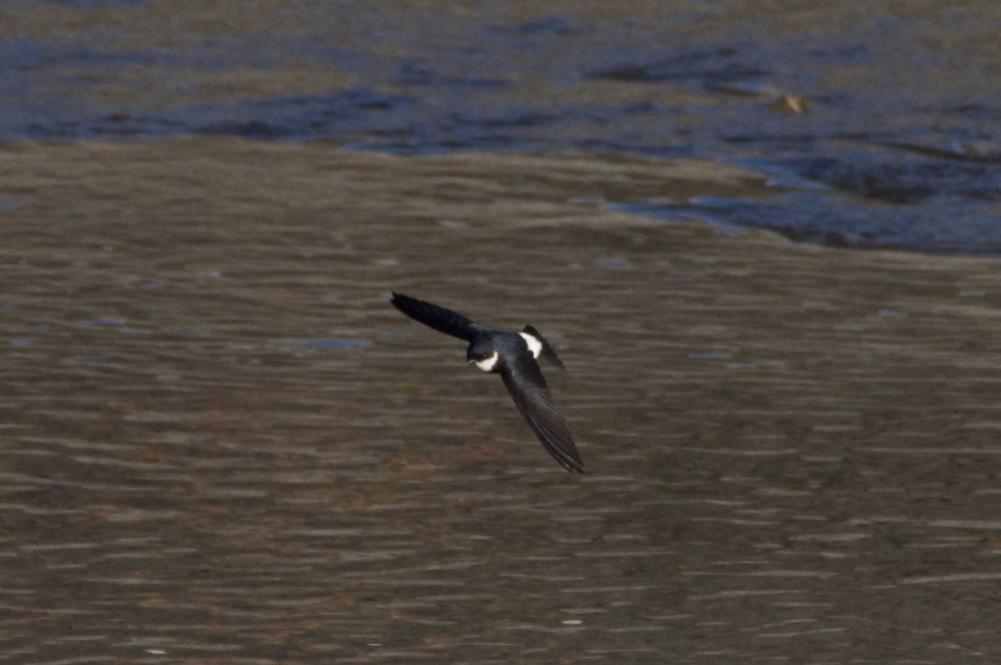 Photo of Asian House Martin at 猪名川 by s.pelican