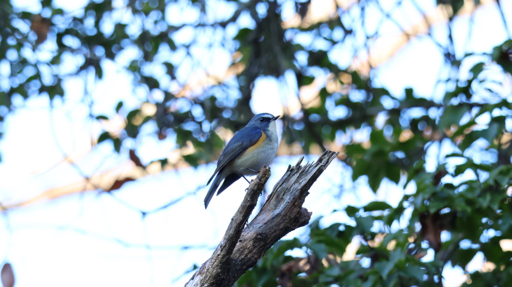 Photo of Red-flanked Bluetail at Arima Fuji Park by 洗濯バサミ