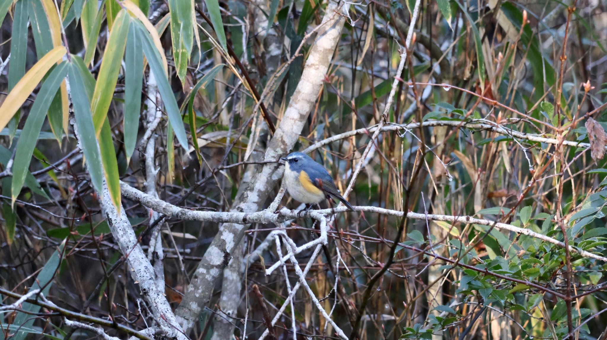 Photo of Red-flanked Bluetail at Arima Fuji Park by 洗濯バサミ