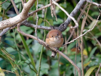 Bull-headed Shrike Nagahama Park Sun, 12/18/2022