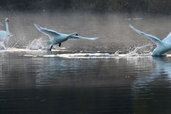 コハクチョウ 越辺川(埼玉県川島町) 2022年12月18日(日)