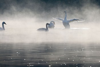 コハクチョウ 越辺川(埼玉県川島町) 2022年12月18日(日)