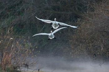 Tundra Swan 越辺川(埼玉県川島町) Sun, 12/18/2022