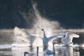 コハクチョウ 越辺川(埼玉県川島町) 2022年12月18日(日)