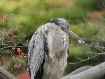 アオサギ 日比谷公園 2022年12月3日(土)