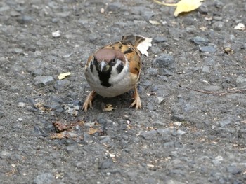 Sat, 12/3/2022 Birding report at Hibiya Park