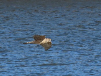 2022年12月18日(日) 洲原公園の野鳥観察記録