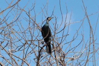 カワウ 弥富野鳥園 2022年12月18日(日)