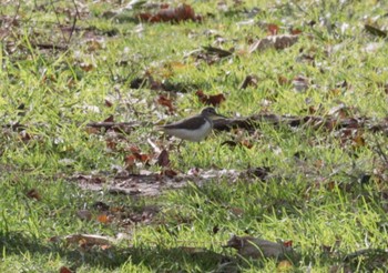 イソシギ 弥富野鳥園 2022年12月18日(日)