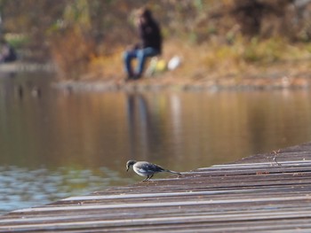 White Wagtail Mizumoto Park Sun, 12/18/2022