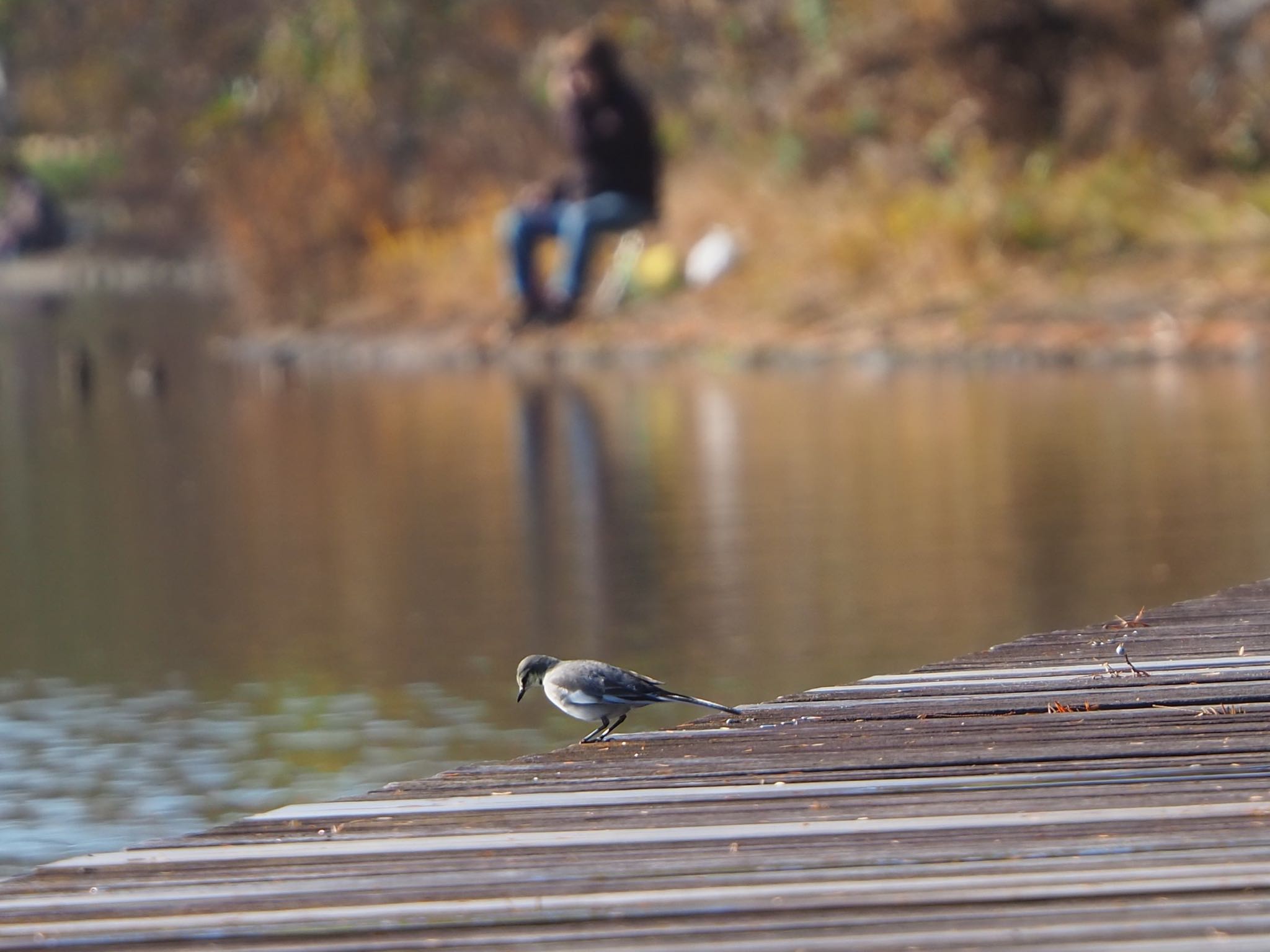 White Wagtail