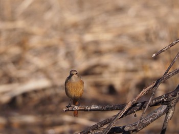 Daurian Redstart Mizumoto Park Sun, 12/18/2022