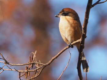 2022年12月18日(日) 水元公園の野鳥観察記録