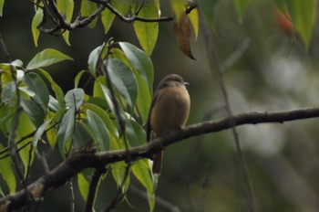 Daurian Redstart 横浜市 Sat, 12/17/2022