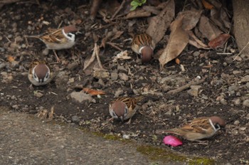 Eurasian Tree Sparrow 横浜市 Sat, 12/17/2022