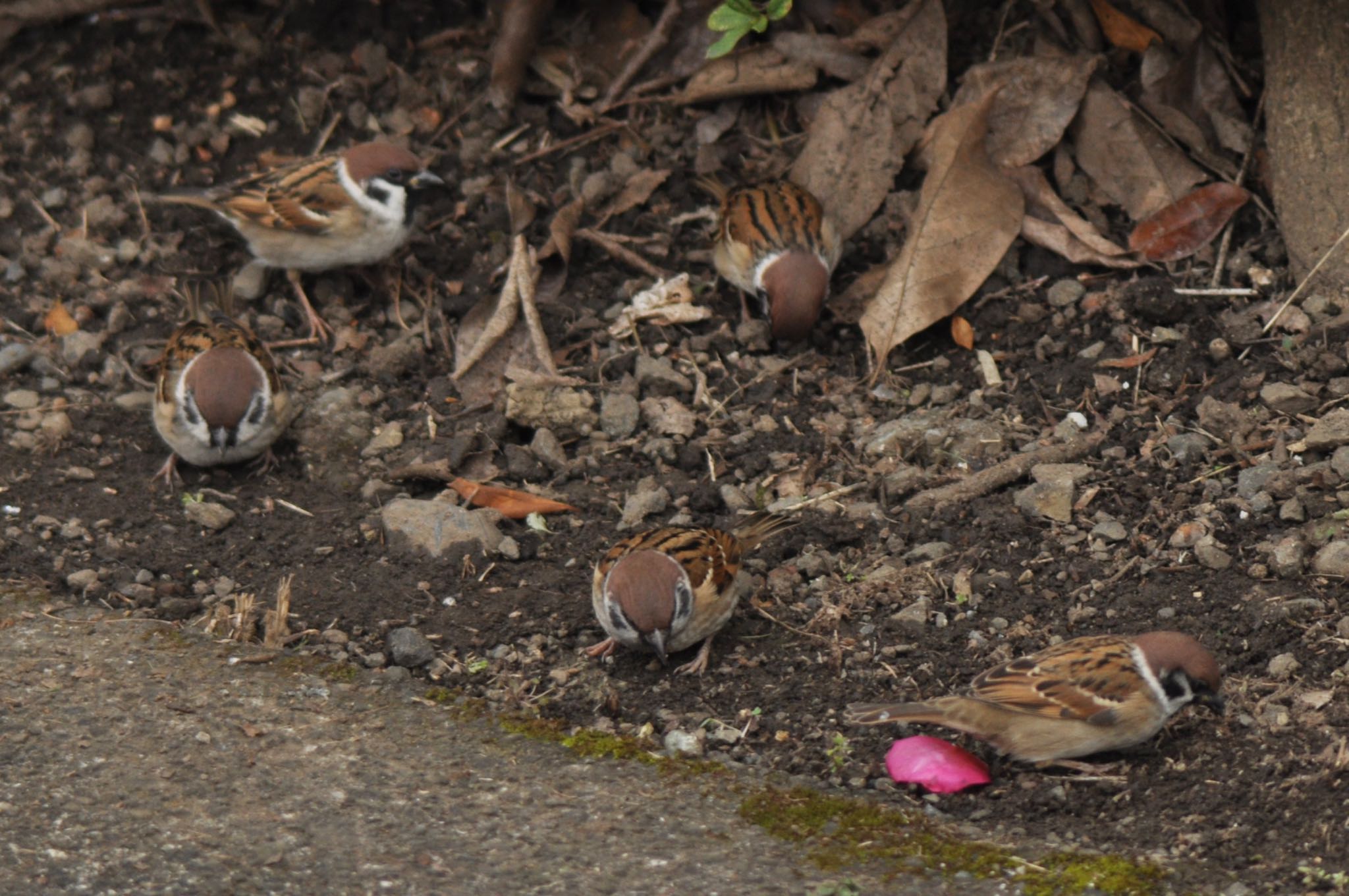 Photo of Eurasian Tree Sparrow at 横浜市 by まさ